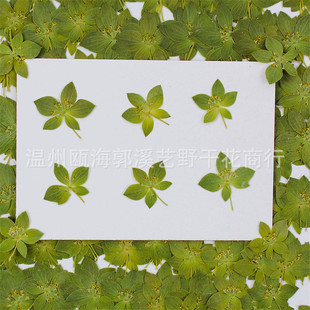 Rabbit Ear Grass Embossed Dried Flower Leaf Gold Leaf Parent-child diy Handmade Flower True Flower Specimen Photo Frame Glue Dropping Jewelry
