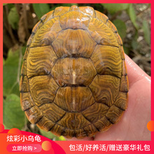�����w�������˹��BֳС�Ͱ��������Ų�С���� 3-16���׻��w����