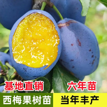 ��÷����������Ե����ϱ����޽��箔��Y������������ˮ�������