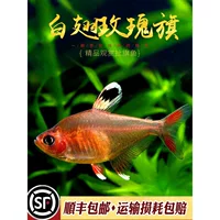 2026夏末群游观赏鱼热带鱼推荐|耐高温易养群游套装