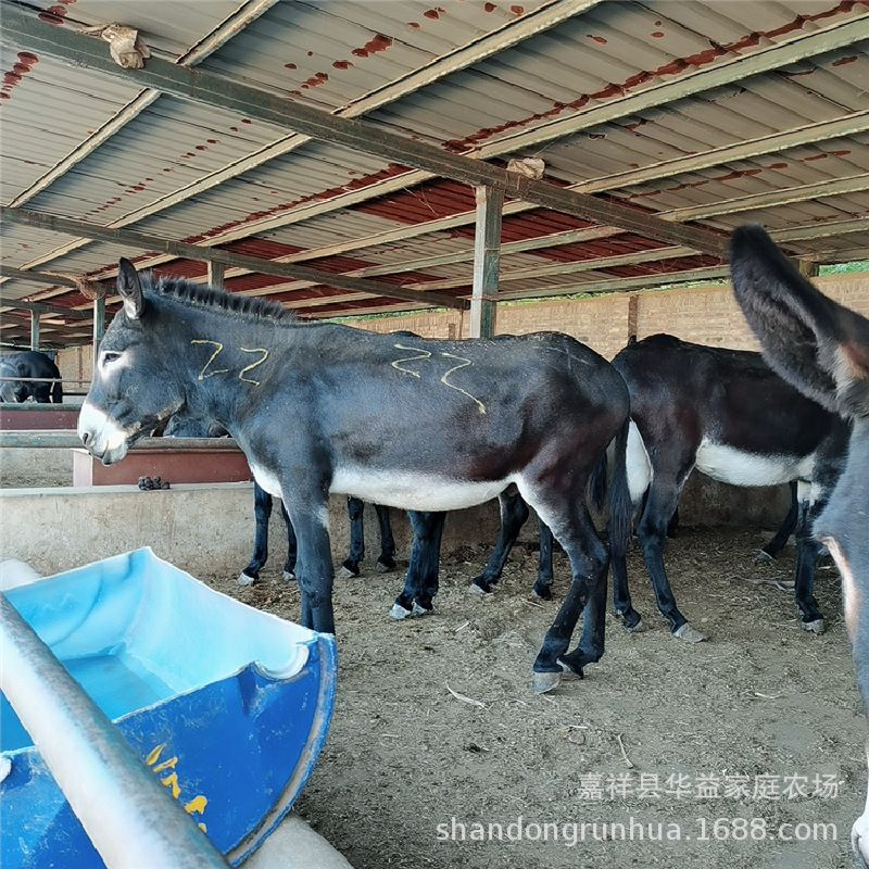 销售乌头驴 改良德州驴怀孕母驴育肥肉驴山东养殖场