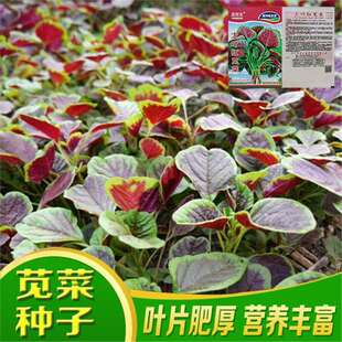 �t�{�˷N�Ӵ������r��˷N��Ұ���ļ������̨�߲˷N�ӝh�˷N��
