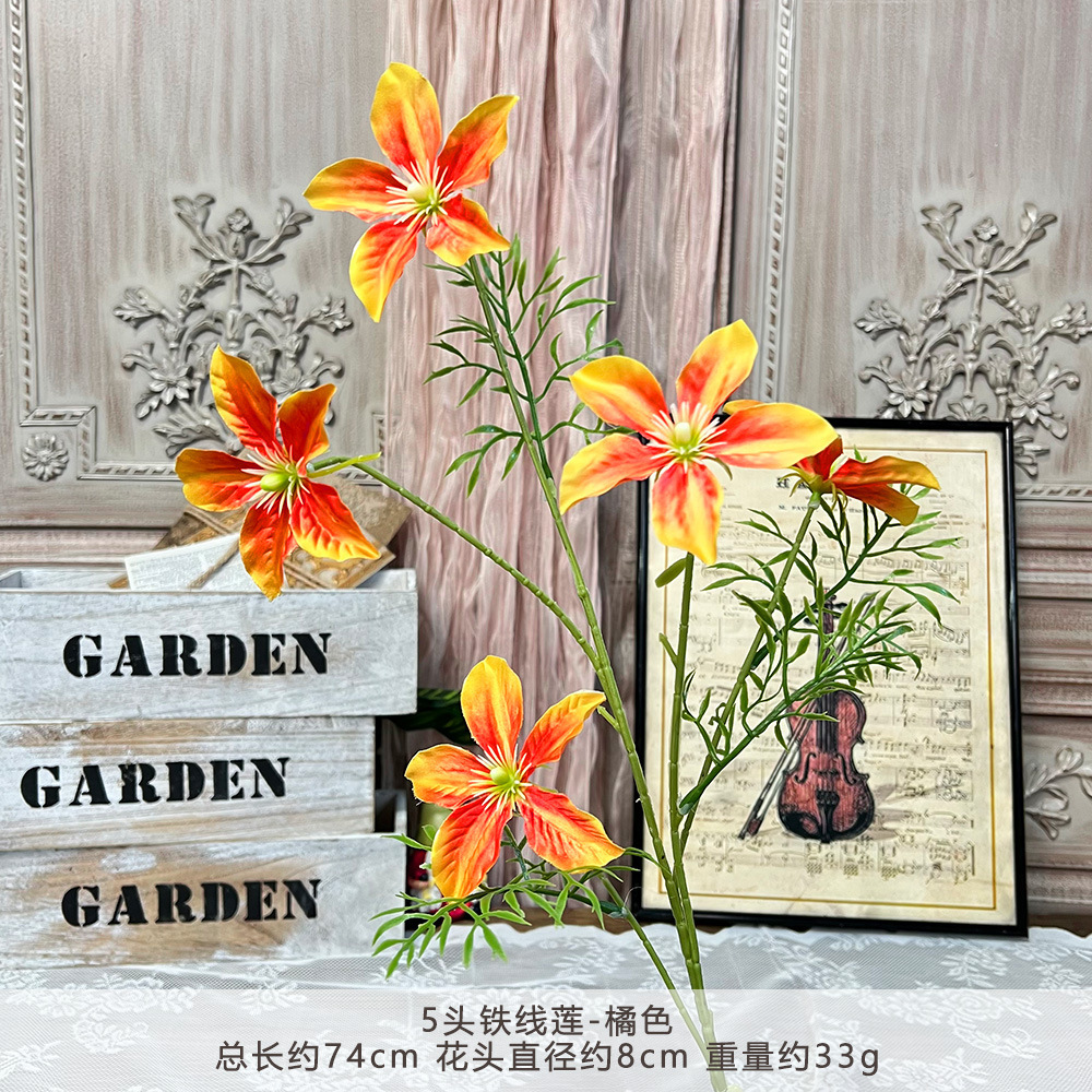 Clematis đầu TY-5 - Màu cam