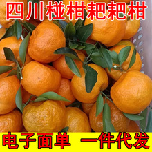 四川椪柑芦柑耙耙柑一件代发新鲜柑橘水果皮薄多汁批发整箱丑橘