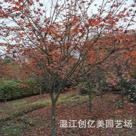 Красный клен Саплинг Сад Сообщество Ландшафт Саплинг Красный клен Оптовая земный диаметр 3-10 см