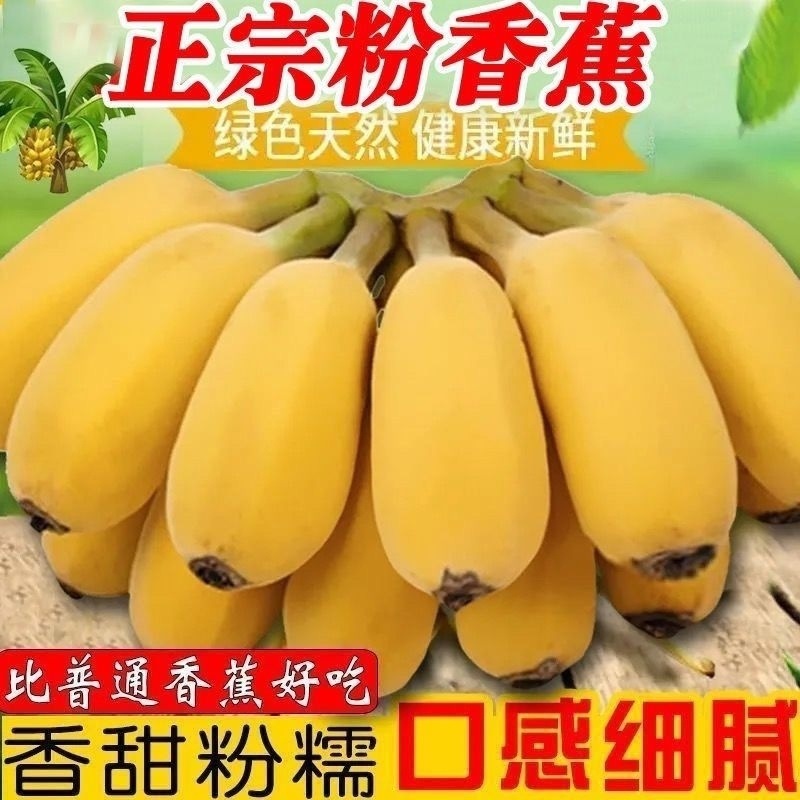 广东蕉甜糯粉蕉孕妇香蕉米蕉新鲜水果整箱批