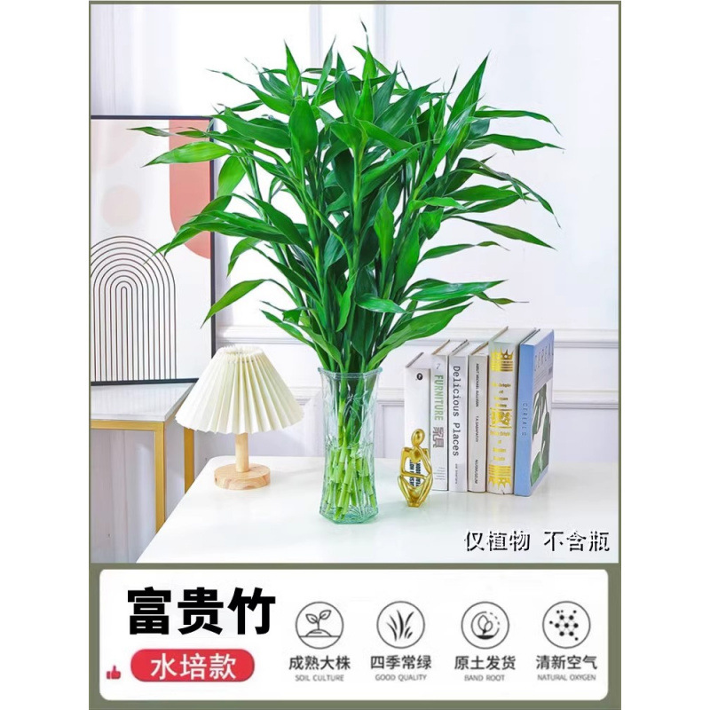 [물에 닿으면 살아난다] 행운죽 60cm 10그루 + 무료양액