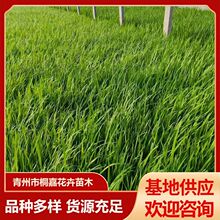 水生鸢尾批发各种水生植物公园河道绿化黄菖蒲黄花鸢尾