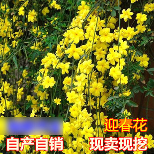 ӭ��������ӭ�������ļ������ͺ�����ֲ���̨����ͥԺ�Nӭ����