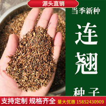 【连翘种子】_连翘种子品牌/图片/价格_连翘种子批发_阿里巴巴