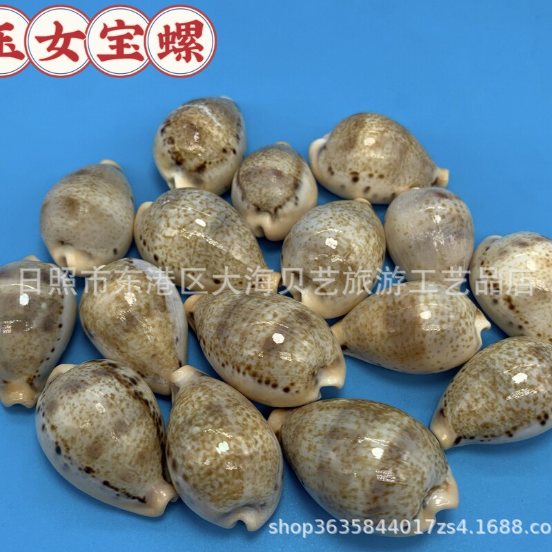 Jade female baoluo natural shell conch fish tank aquarium landscaping decoration specimen collection handicrafts manufacturers Jade female baoluo natural shell conch fish tank aquarium landscaping decoration specimen collection handicrafts manufacturers