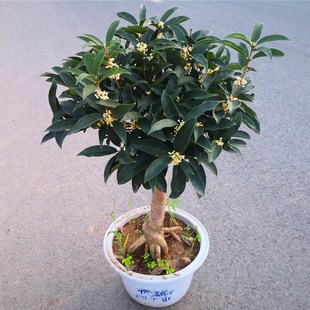 �𻨘������Խ�������辰��������K�޽�����̨�w������ļ���