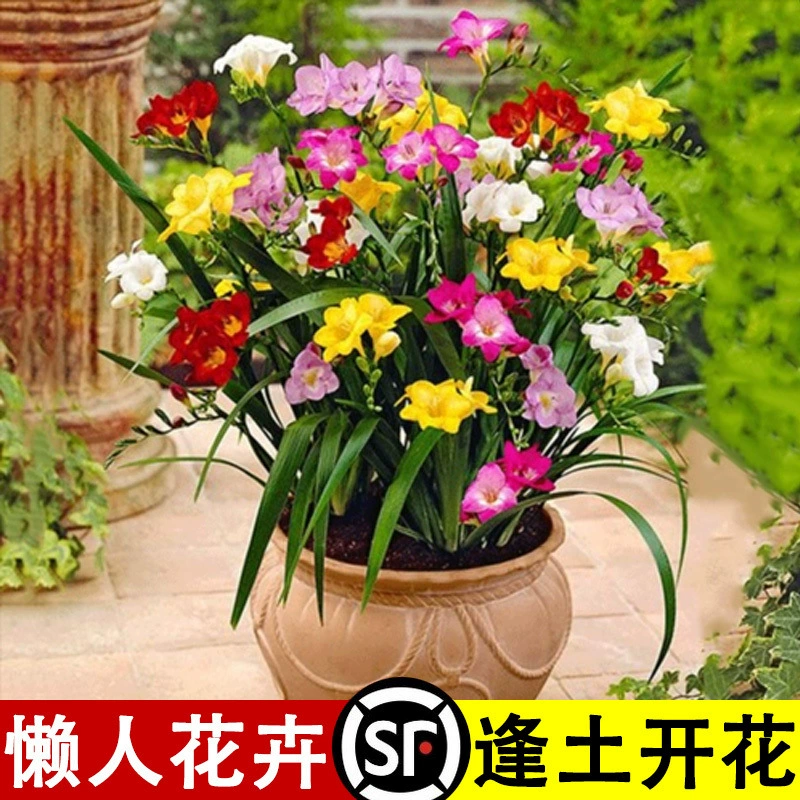 Луковица фрезии в горшке с двойными цветами, цветущими в любое время года, ароматная фрезия, комнатный настольный цветок, зеленые семена растений