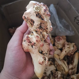 木质工艺品;美发梳;木雕/根雕