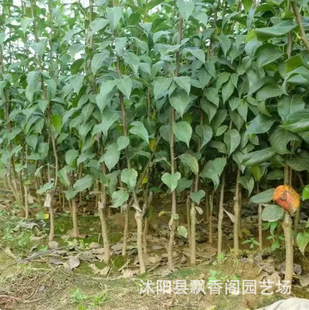 �޽������젖����������½���������箔��Y���Ϸ������Nֲ