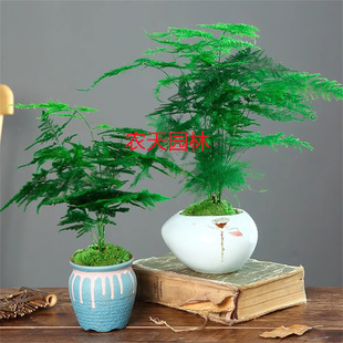 Asparagus Potted Plants Office Interior Decorations Water Culture Hydroponic Green Plants Small Bonsai Shape Creative Large Asparagus Flower Seedlings