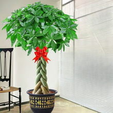 pӰlؔ͏dԴ҃ȾGֲk҆w_Iֲ