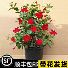 万里飘香藤苗双喜藤四季开花攀爬花卉绿植室内花法国香水盆栽阳台