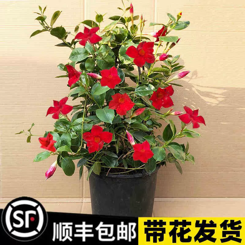 Wanli Ароматная лоза Рассада Shuangxi Vine Четыре сезона Цветение Вьющиеся цветы Зеленые растения Комнатные цветы Французские духи Балкон в горшке