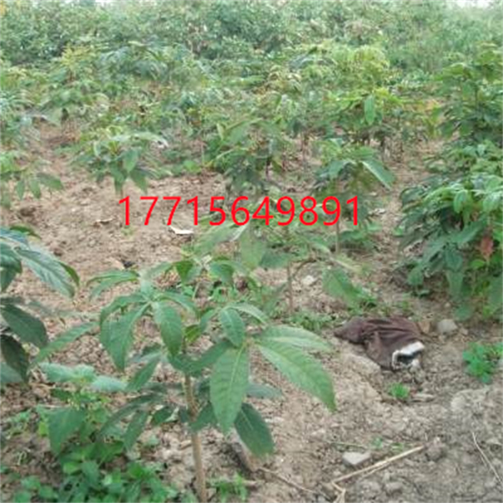 O1CN01ImxSnl2CCenxuCQLx_!!2214