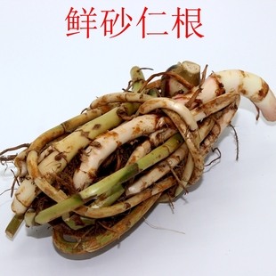 Panlong Fresh Spring Amomum Root 500g Yangchun Specialty Amomum Root Strips Amomum Head Food Therapy Soup Ingredients Amomum Root