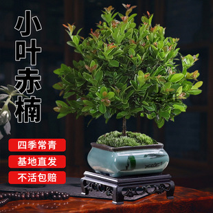 Small-Leaf Red Nan Old Stump Seedlings, Red Sandalwood Micro-Landscape Hydroponics, Easy to Maintain in the Office All Year Round, Golden Nanmu Green Plants