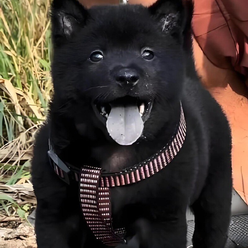 Purebred Five-Black Medium-Sized Guard Dog, Live Dog, Hunting Dog, Live Dog, Farm Dog, Pet Dog, Family Companion Dog