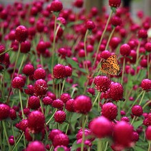 【千日红种子】千日紫千日粉种子千日白春播观花种子百日红火