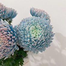 一单包邮牡丹菊云南鲜花直批青花瓷家用插花花期长节日礼物可代发