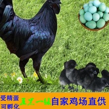 五黑一绿受精蛋可孵化小鸡散养鸡蛋乌骨鸡土柴黑羽绿壳种蛋包邮批