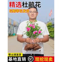 ë���N����ӳɽ�t�ļ�����ͥԺ�G������ľë�N�绨���ͺ����B����