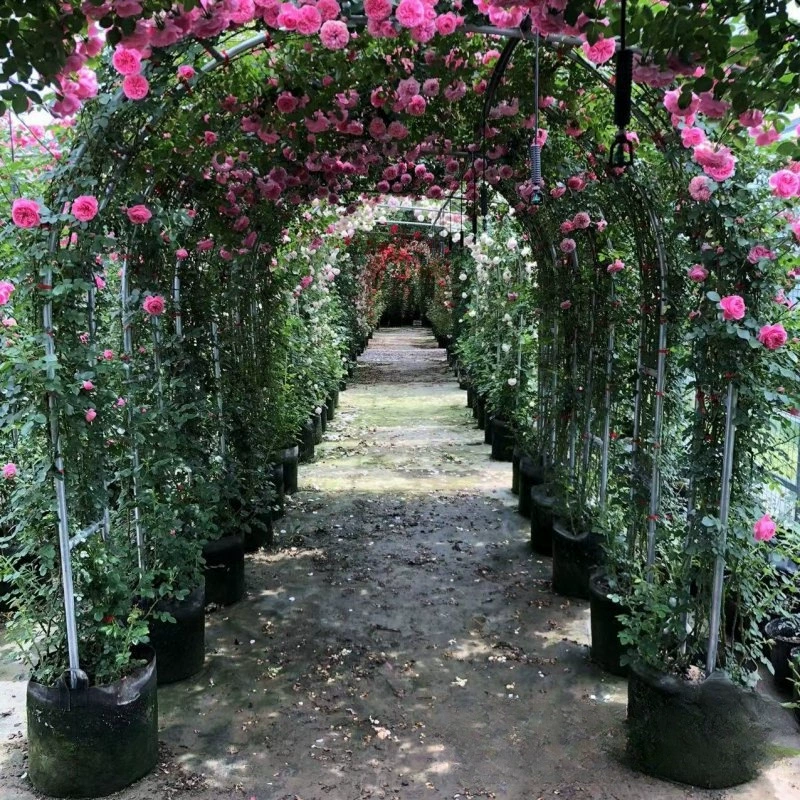 Питомник Оптовая Розовая Арка Различные Европейские Розовые Арки Базовое Происхождение Льготная Цена