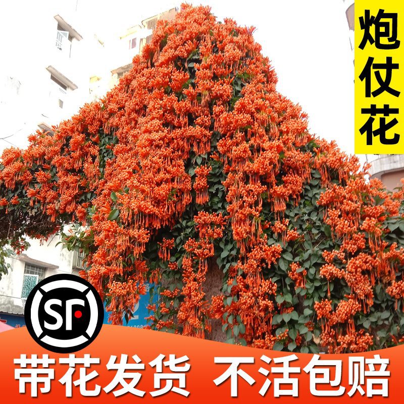 炮仗花爬藤植物四季开花卉盆栽阳台庭院凌霄花苗老桩大苗藤蔓爬墙