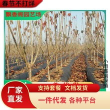 樱桃苗巴西甜樱桃苗大果黑玫瑰樱桃苗树阳台盆栽南北方种植果树苗