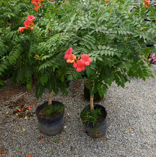 Dropshipping Lingxiao Flower Seedlings Saplings Potted Plants American Lingxiao Chinese Lingxiao Climbing Vines Climbing Courtyard House