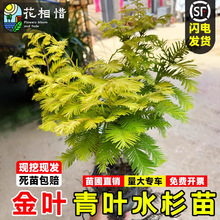 金叶水杉树苗别墅庭院盆栽行道耐寒风景树云池杉落羽杉水杉树小苗