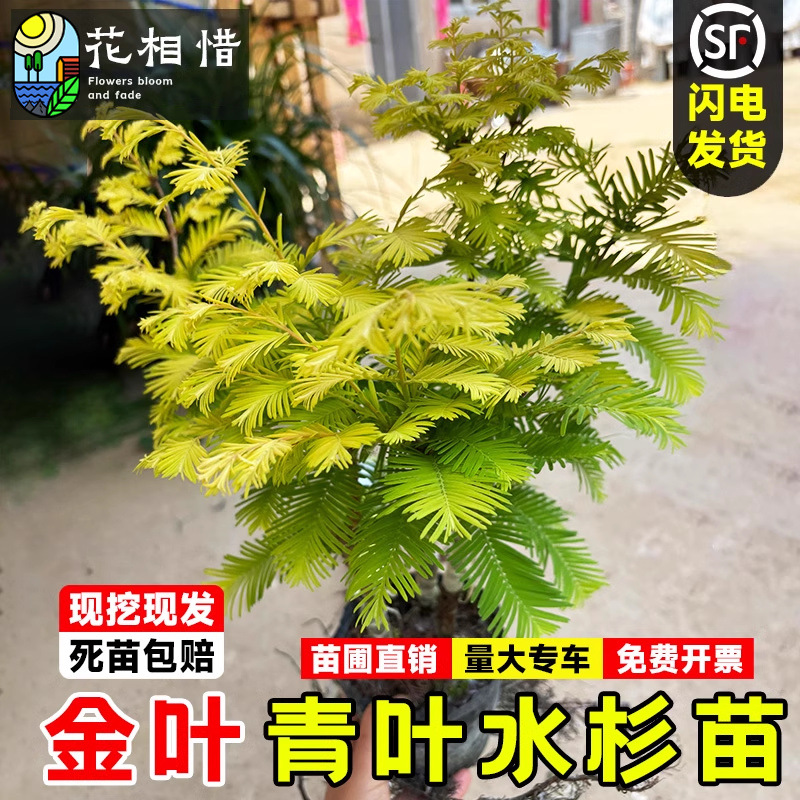 金叶水杉树苗别墅庭院盆栽行道耐寒风景树云池杉落羽杉水杉树小苗