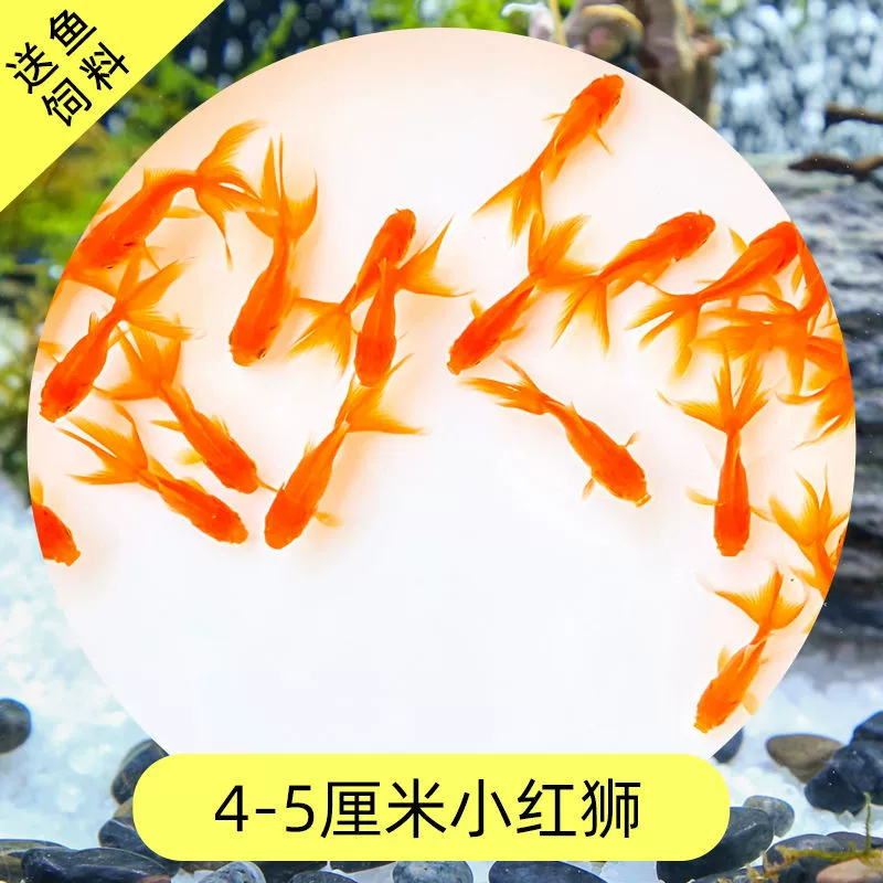 Read the galloping taboo 彂鍏 娲 娲 board
