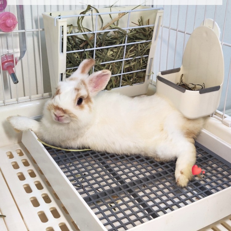兔兔专用宠物兔子厕所大号屎盆荷兰猪天竺鼠尿盆豚鼠便盆用品大码