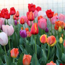 重瓣郁金香花卉批发荷兰多年生5度大种球百合室内外植物盆栽好养