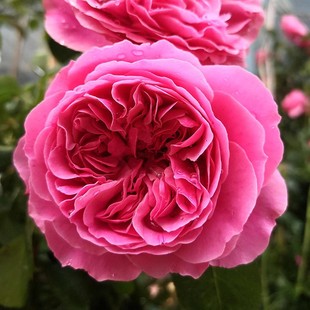 Pink Da Vinci Medium Seedling, Abundant Flower-Shaped Vine French Rose, Climbing Vine, Long Flowering Period and Long-Lasting Florals in All Seasons