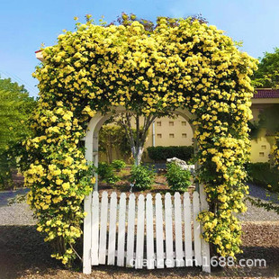Courtyard Strong-Scented Yellow Woody Saplings Potted Flowering Climbing Plants Sweet Red Woody White Woody Saplings