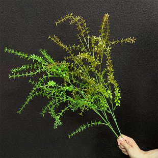 ����Gֲ���ܸ�֦����֦��c�Gɫϵ��Y���b����҃��쾰�G�~