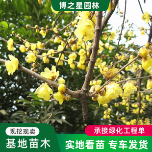 Wintersweet Saplings for Balcony, Fragrant Native Tall-Stemmed Wintersweet for Courtyard Planting, Cold-Resistant Winter-Flowering Plant