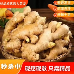 山东生姜大黄姜辛辣老姜批发月子姜精选姜2/3/5斤现挖现发