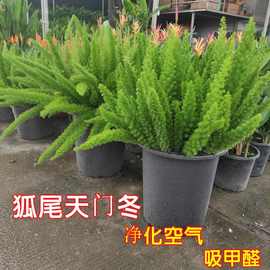 狐尾天门冬盆栽植物庭院好养耐四季常青植物净化吸甲醛空气