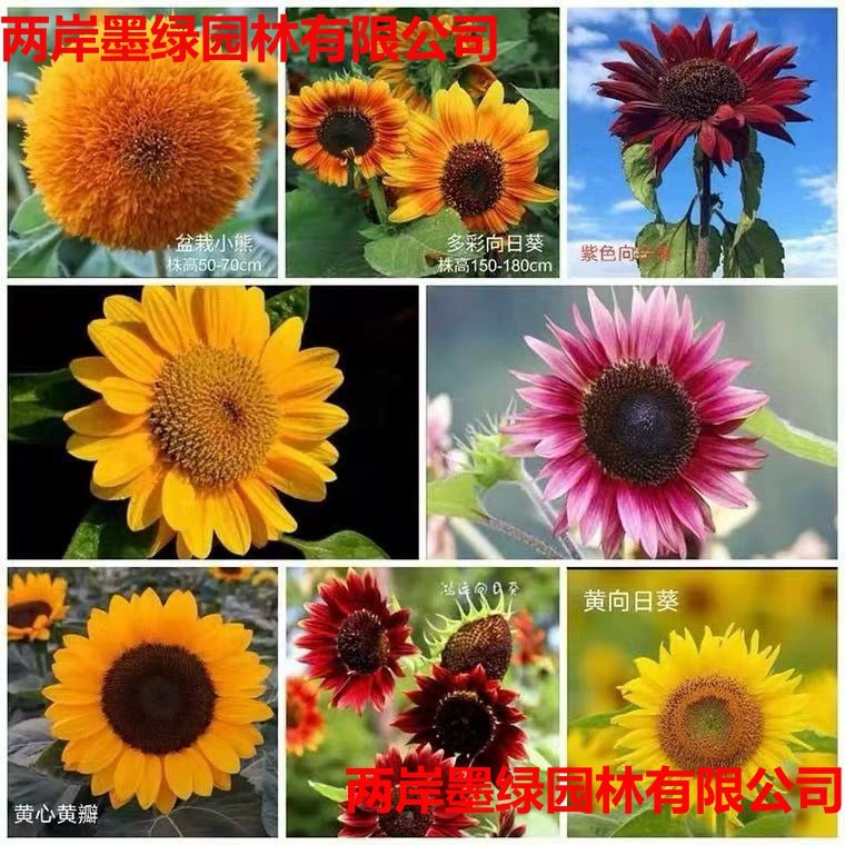 Кросс-бордерные импортные семена подсолнечника для цветов, фиолетово-красные семена подсолнечника для цветов, миниатюрные семена подсолнечника для цветов