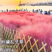 ������ѷ���y�ӲݷN�Ӷ������W�t�ݻ��N����ëâ�ݻ��N�ӻ��N��