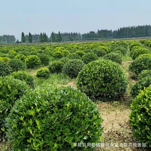 ������ͩ��Ʒ����NҎ��ͩ��ͥԺС�^�G����ľ����r�����