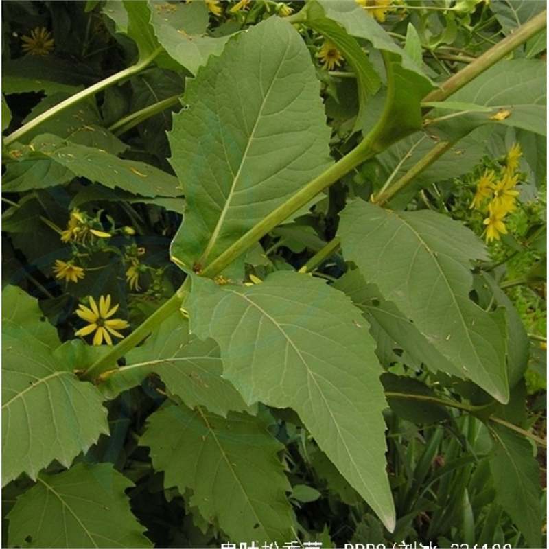 【跨境供货】串叶松香草种子香槟草牧草多年生猪牛羊鹅畜禽华夏神